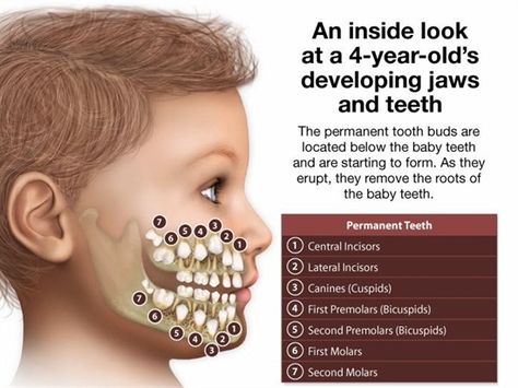 Dentaltown - Patient Education Ideas Childrens Dental Health, Teeth Anatomy, Registered Dental Hygienist, Dental Hygiene School, Dental Anatomy, Dental Facts, Pediatric Dental, Tooth Replacement, Dental Kids