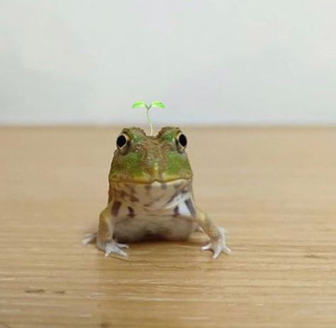 Derpy Frog, Pacman Frog, Happy Frog, Small Frog, Frog Theme, Frog Wallpaper, Frog Pictures, Glass Frog, Cute Reptiles