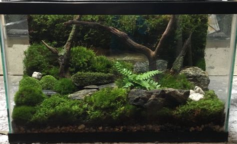 10 gallon terrarium 5 Gallon Terrarium Ideas, 10 Gallon Paludarium, 10 Gallon Terrarium Ideas, 10 Gallon Terrarium, Small Vivarium, African Millipede, Vivarium Ideas, Terrarium Inspiration, Gecko Terrarium