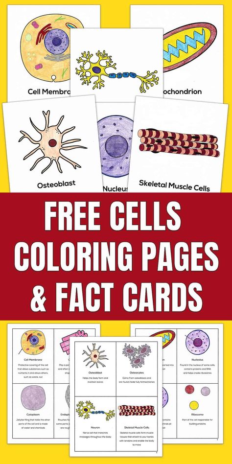 Science students will enjoy this Free Cells Coloring Worksheet and Flash Cards. The cell coloring pages have an image of the organelle, the name of the organelle, and a brief description of each. This pack will show your students what a cell membrane looks like, a centriole, golgi apparatus, the creepy visual of the endoplasmic reticulum, or the blob-like appearance of the osteoblast. The Free Cells Flash Cards hold the same information as the coloring pages. Teaching Cells, Sixth Grade Science, Cells Worksheet, Plant And Animal Cells, Cells Project, Cell Organelles, Fathers Day Poems, Science Room, Coloring Worksheet