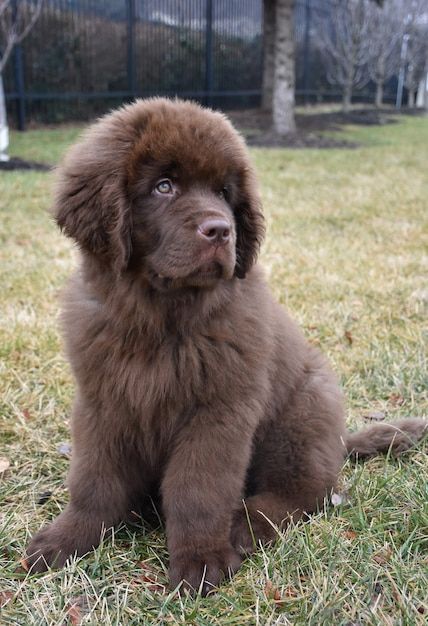 Free photo cute brown newfoundland puppy... | Free Photo #Freepik #freephoto #cute-puppy #dog #cute-dog #puppy Brown Newfoundland, Brown Newfoundland Dog, Newfoundland Dog Puppy, Newfoundland Puppy, Newfoundland Puppies, Newfoundland Dogs, Big Dog Breeds, Training Dogs, Very Cute Puppies