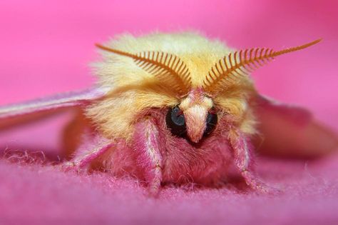 Dryocampa rubicunda Rosy Maple Moth Wallpaper, Venezuelan Poodle Moth, Poodle Moth, Maple Moth, Weird Insects, Pink Moth, Rosy Maple Moth, Series Ideas, Cute Moth