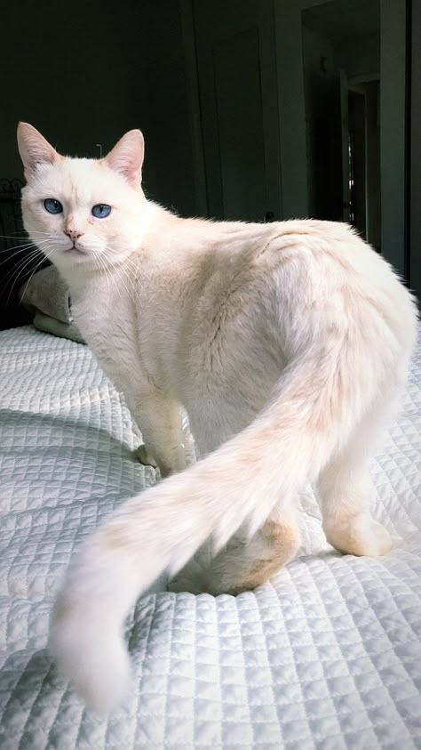 Modern Cat's Photo Contest - Champ Gorgeous Cats, Cat Pose, Modern Cat, Cute Cat Gif, White Cats, Cat Aesthetic, Cute Kittens, Warrior Cats, Pretty Cats