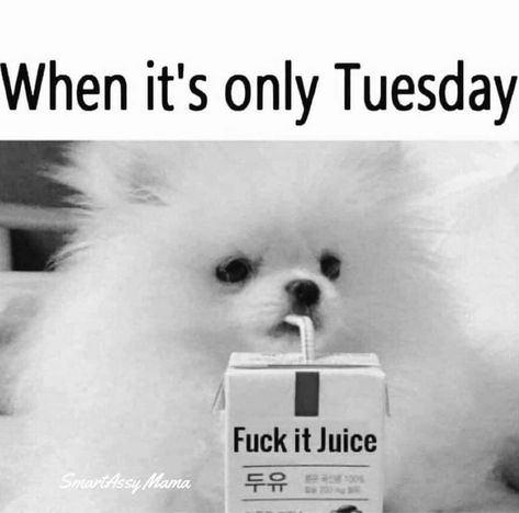 Good Tuesday Morning Funny, Happy Day Quotes, Tuesday Quotes, Tuesday Humor, Weird Words, Good Morning Funny, Funny Greetings, Morning Humor, Work Memes