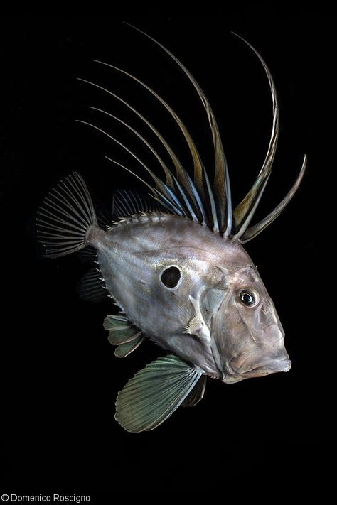 Photographer of the Week – Domenico Roscigno Deep Sea Life, John Dory, Fauna Marina, Deep Sea Creatures, Weird Fish, Beautiful Sea Creatures, Water Animals, Fish Sculpture, Underwater Creatures