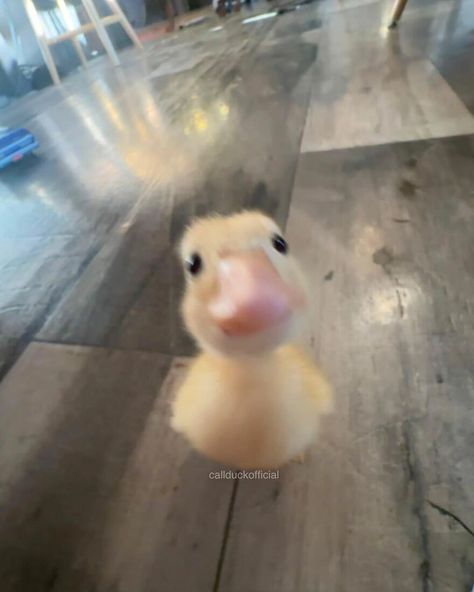 Silly Animal Pictures, Cute Ducks, Duck Pictures, Duck Photo, Pet Ducks, Cute Ducklings, Funny Duck, Baby Chickens, Cute Chickens