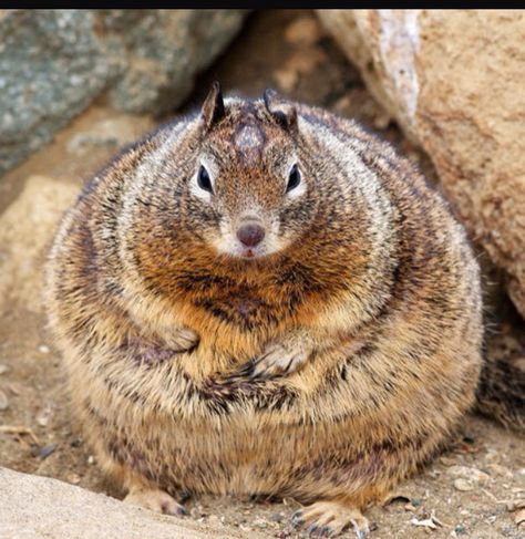 Fattest chipmunk ever Fat Squirrel, Thanksgiving Pictures, Funny Captions, Holiday Humor, Funny Thanksgiving, Chipmunks, How I Feel, Funny Animals, Funny Pictures