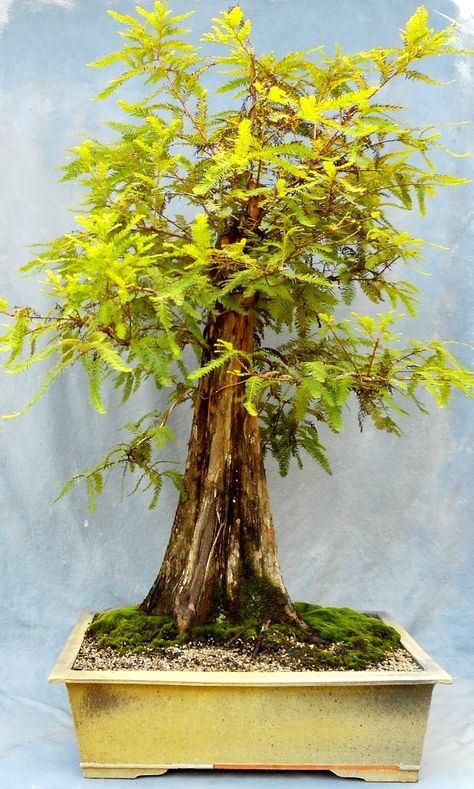 Bald Cypress In July – How To Speed Up Development - Bonsai South Bald Cypress Bonsai, Swamp Cypress, Cypress Bonsai, Bonsai Techniques, Bald Cypress, Bonsai Garden, Bonsai Trees, Small Containers, Bonsai Tree