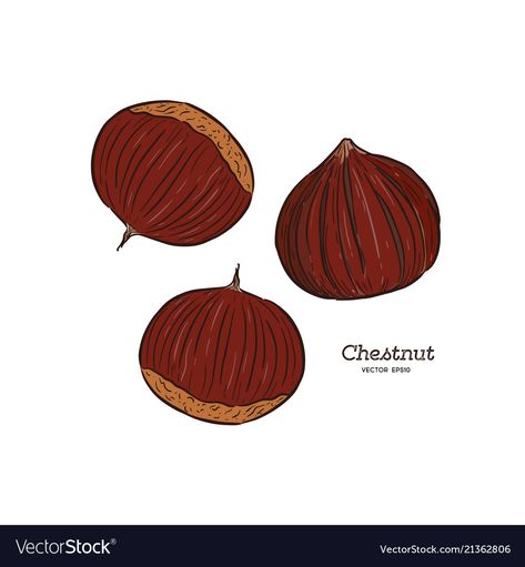 Chestnut Drawing, Chestnut Illustration, Nuts Illustration, Ink Line Art, Christmas Sketch, Line Art Vector, Winter Illustration, Fruit Illustration, Creative Painting