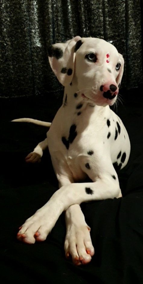 My sweet girl 🥰 Sisu Spotted Dog, Dalmatian, Sweet Girls, Dogs, Animals, Pink