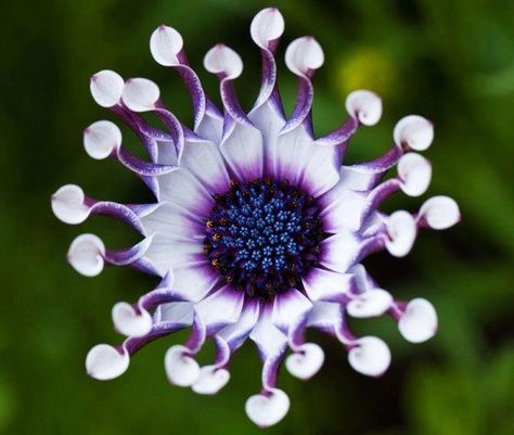 Positive thinking creates a doorway through which Angels love to walk Pictures Of Flowers, Flower Board, Alien Plants, Purple Vibe, Favourite Flowers, Unusual Flowers, Rare Animals, Rare Flowers, Botanical Beauty