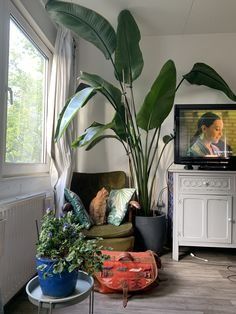 Big Plants Indoor Living Rooms, Indoor Green Plants, Dream House Aesthetic, Parlor Palm, Living Room Plants, English Decor, North Carolina Homes, Big Plants, Plant Ideas