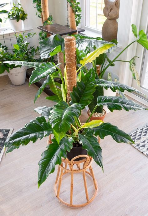 Tiger Tooth Philodendron, Philodendron Narrow Escape, Jungle Boogie Philodendron, Philodendron Narrow, Jungle Boogie, Tiger Tooth, Screen Plants, Garden Paradise, Plant Wishlist