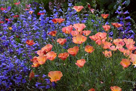 California Poppy Companion Plants, Garden Combinations, Californian Poppy, Poppies Garden, Eschscholzia Californica, Poppy Garden, English Country Gardens, California Poppy, Plant Combinations