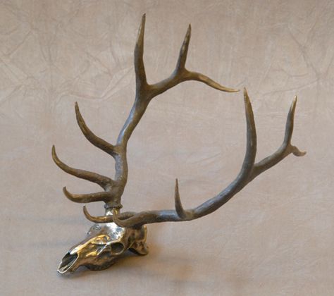 Gratitude Tattoo, Deer Skull Creature, Elk Skull Mount, Elk Skull, European Wall Mount Deer Skulls, Muntjac Deer Skull, Deer Skull Art, Coyote Skull Mount, Santa Fe Art