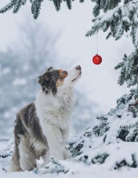 Dog Photography Winter, Pet Christmas Pictures, Holiday Pet Photography, Christmas Dog Photography, Pet Photography Poses, Dog Photo Ideas, Dog Christmas Photos, Dog Photo Shoot, Pet Portraits Photography