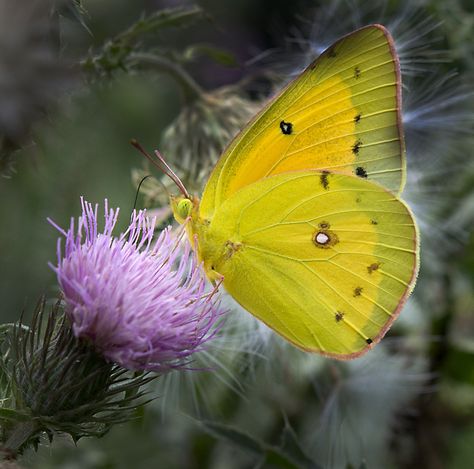 Orange Sulphur Butterfly, Sulphur Butterfly, Arachnids, Art Tips, Beautiful Butterflies, Botany, State Park, Moth, State Parks