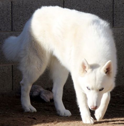 Six Of Crows Matthias, Fenrys Moonbeam, Matthias Helvar, White German Shepherd, Pretty Dogs, Pretty Animals, Six Of Crows, Aesthetic Tumblr, White Dog