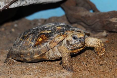 Malacochersus Tornieri or Pancake Tortoise (Spleetschildpad) Pancake Tortoise, Frogs, Turtles, Tortoise, Animals, Quick Saves