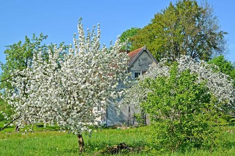 The 37 Best Trees to Grow in Your Homestead Gardening Front Yard, Root Cellar Plans, Homestead Plans, Jujube Tree, Pallet Shed Plans, Hawthorn Tree, Composting Toilets, Pallet Shed, Natural Fence