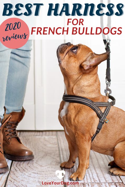 Bulldog Clothes, French Bulldog Harness, French Bulldog Breed, Bulldog Breeds, Cute Dog Photos, Dog Behavior, Dog Care, New Puppy, Dog Harness