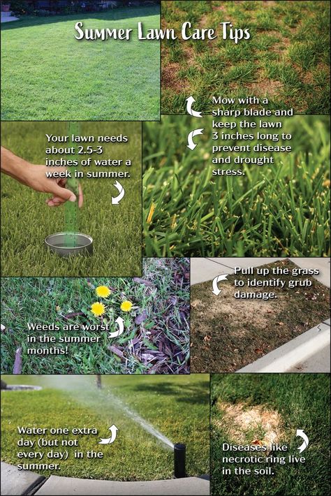 Summer Lawn Care, Lawn Problems, Lawn Care Tips, Healthy Lawn, Summer Lawn, Green Lawn, Summer Months, End Of Summer, Lawn Care