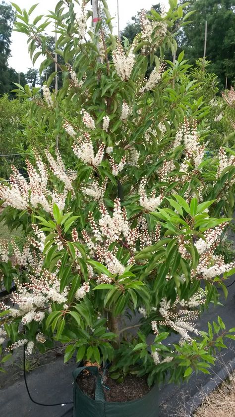 Prunus lusitanica Portuguese Laurel flowering evergreen hedge plant Portugese Laurel Hedge, Portuguese Laurel Tree, Portuguese Laurel Hedge, Portuguese Laurel, Laurel Plant, Laurel Flower, Laurel Hedge, Rose Fertilizer, Laurel Tree