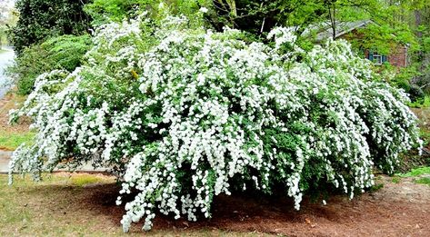 Reeves Spirea, Shrubs With White Flowers, White Flowering Shrubs, White Spring Flowers, White Flowers Garden, Landscaping Trees, Perennial Shrubs, Garden Shrubs, White Plants