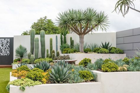 Succulents In Backyard, Cactus Front Garden, Modern Cactus Landscaping, Modern Succulent Landscape Design, Front Yard Modern Landscaping, Agave Garden Design, Cactus Landscaping Front Yards, Succulents Backyard, Cactus Garden Outdoor