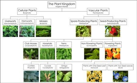 Palaeos Systematics: The Linnaean System Classifying Plants, Biology Plants, Plant Classification, Plant Kingdom, Plants Unit, Kingdom Plantae, Animal Classification, Plant Study, Biology Lessons