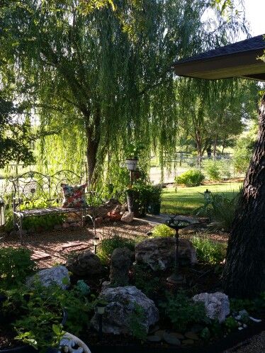 Weeping Willow td15 Willow Tree In Front Yard, Weeping Willow Tree Front Yard, Willow Tree Garden Backyards, Willow Tree House, Willow Tree Backyard, Willow Trees Garden, Trees Garden, Lost Things, Willow Trees