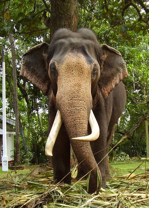 Get a chance to have a closer look at Sri Lankan Elephants... Kerala Elephant Photography, Elephants Photography, Sri Lankan Elephant, Giraffe Photography, Asian Elephants, Elephant Indian, Joe Miller, Elephant Clipart, Elephant Photography