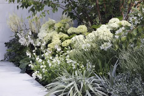 Garden Border Plants, Hydrangea Varieties, Growing Hydrangeas, Garden Solutions, Real Homes, Gravel Garden, Border Plants, Ground Cover Plants, Garden Borders