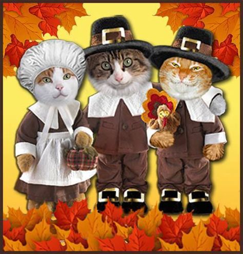 Thanksgiving Anime, Thanksgiving Cat, Thanksgiving Vibes, Cat Comics, Old Cats, Silly Pictures, Cat Lady, Manga Art, Cute Cats