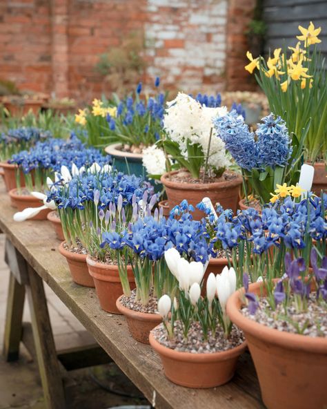 Gardeners World, Container Herb Garden, Monty Don, European Garden, Garden Vases, Backyard Greenhouse, Tulips Garden, English Cottage Garden, Garden Bulbs