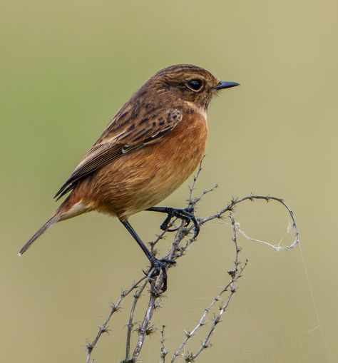 Female Stonechat. St Aidan's RSPB. 17/09/2023 Stonechat, British Birds, Bird Lovers, Birds