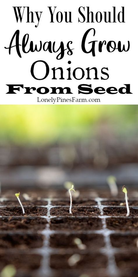 Can you grow onions from sets? Possibly. Should you grow onions from sets? We wouldn't recommend it! In this post we walk you through the reason why you should always grow onions from seed. Plus we include a tutorial on the seed planting process. Onions From Seed, Money Growing, Growing Onions From Seed, Grow Onions, Seed Planting, Growing Onions, Plants At Home, Onion Bulbs, Planting Onions