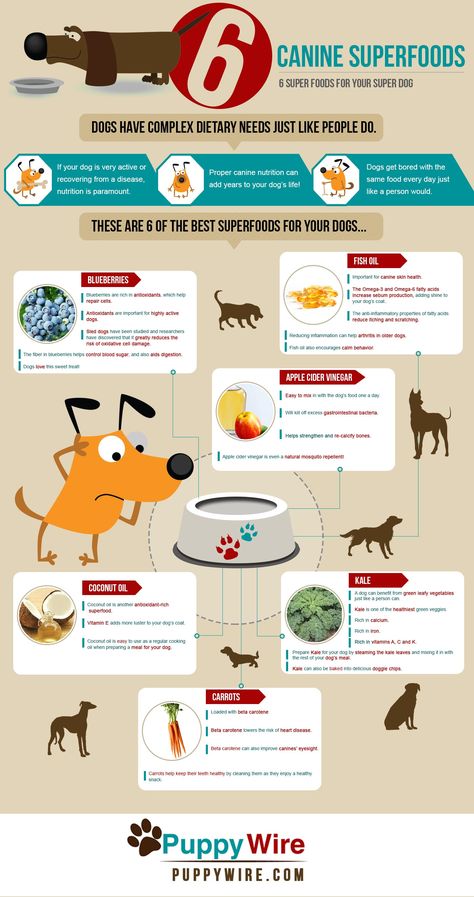 Dog Infographic, Dog Health Tips, Dog Information, Dog Nutrition, Super Foods, Healthy Dog Food Recipes, Best Dog Food, Dog Info, Dog Care Tips