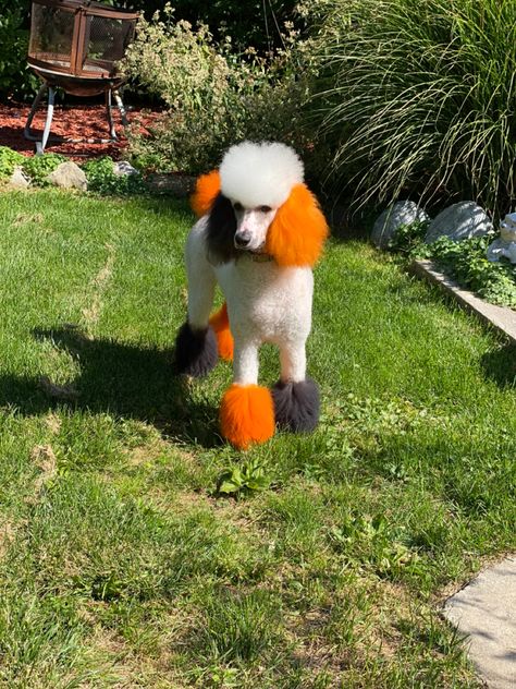 Crazy Poodle Haircut, Poodle Halloween Dye, Halloween Poodle Groom, Dog Halloween Hair Dye, Dog Creative Grooming, Dog Hair Dye Ideas Halloween, Halloween Dog Dye Ideas, Poodle Hair Dye Ideas, Halloween Creative Grooming