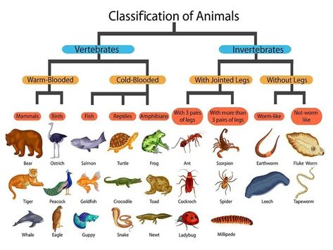 Classification Of Vertebrates, Animal Kingdom Classification, Kingdom Classification, Animal Types, Vertebrates And Invertebrates, Peacock Feather Art, Different Types Of Animals, Toddler Lessons, Stem Books