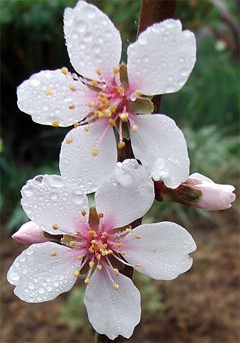 blossom+of+almond+tree | Almond Tree Blossom Flowering Almond, Almond Flower, Almond Blossoms, Tree Blossom, Almond Tree, Sensory Garden, Flower Meanings, Almond Blossom, Language Of Flowers