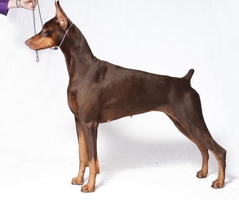 American Doberman Pinscher Doberman Breeders, American Doberman, Doberman Breed, European Doberman, German Dog Breeds, Doberman Pinscher Puppy, Good Dogs, Akc Breeds, Doberman Pinscher Dog