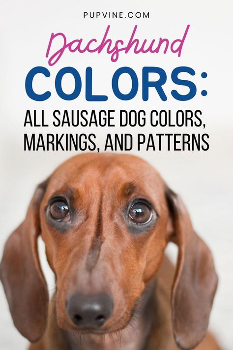 Dachshund colors are truly beautiful. You can pick from an array of lovely AKC-approved coat colors. Which one is your favorite? Dachshund Colors Chart, Dog Checklist, Dachshund Colors, Colors Chart, It Goes On, Dog Walker, Sausage Dog, Dog Dog, Rust Color