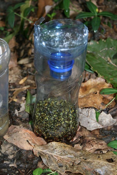 Yellow jacket / Wasp / hornet trap! So easy! We use apple juice because its so cheap. Yellow Jacket Trap, Hornet Trap, Yellow Jacket Wasp, Carpenter Bee Trap, Wasp Traps, Bee Traps, Pinterest Garden, Yellow Jackets, Soda Bottle