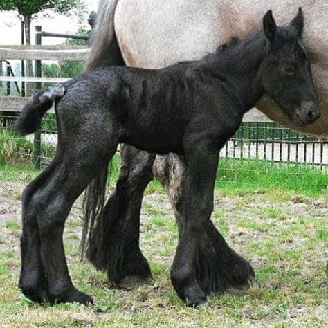 Brabant foal Breton Horse, Brabant Horse, Big Horses, Big Baby, Friesian Horse, Most Beautiful Animals, Majestic Horse, All The Pretty Horses, Draft Horses