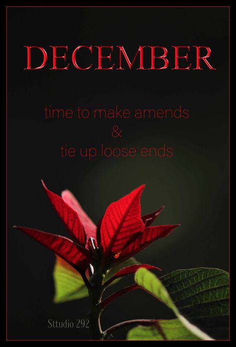 #sttudio292 #sttudio292photography #beautifulflowerphotography #flowerpictures #months #postersofmonths #coverofcalendar #followthemonths #monthsinayear #december #diciembre #decembre #dezember #dicembre Happy New Month December, Monthly Greetings, New Month Greetings, Words For Sympathy Card, Happy New Month Quotes, New Month Wishes, December Flower, December Images, Gemini Moon