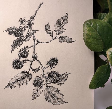 Realistic Blackberry Tattoo, Raspberry Leaf Tattoo, Blackberry Collar Bone Tattoo, Black Berries Tattoo, Cassidy Tattoo, Raspberry Vine Tattoo, Blackberry Bush Tattoo, Blackberry Vine Tattoo, Raspberry Tattoo