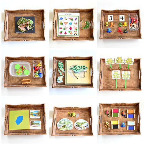 Frog Activities, Earth Science Activities, Montessori Trays, Montessori Science, Montessori Geography, Diy Montessori, Montessori Lessons, Montessori Homeschool, Montessori Practical Life