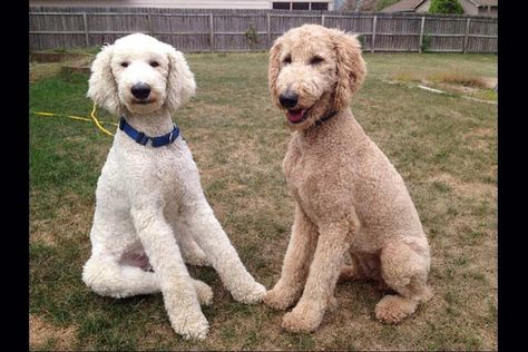 Apricot Standard Poodle, Doodle Cuts, Bedlington Whippet, Standard Poodle Haircuts, Apricot Poodle, Goldendoodle Haircuts, Goldendoodle Grooming, Poodle Haircut, Poodle Cuts