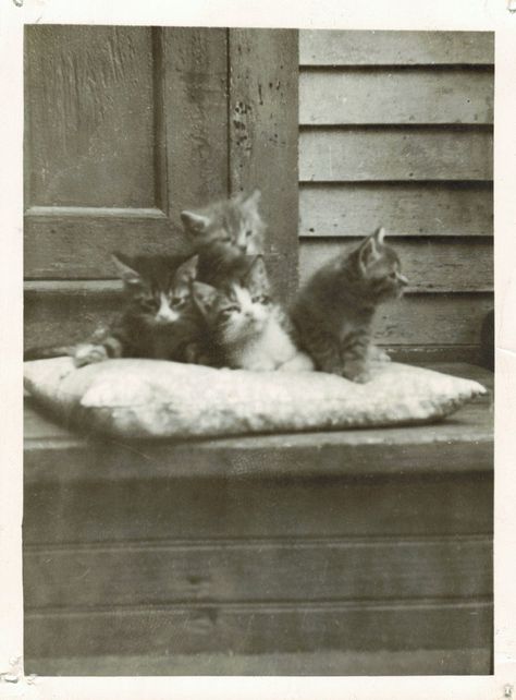 Vintage Cats, Arte Van Gogh, Old Cats, Cat Photography, Cat People, Indoor Cat, Cat Portraits, Cat Care, Vintage Cat